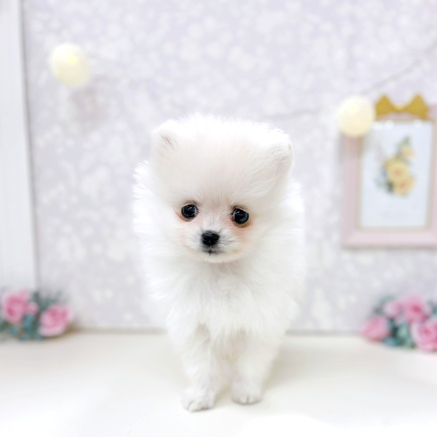 富山県のポメラニアン (犬の家＆猫の里アミーゴ高岡蓮花寺店/2026年2月10日生まれ/女の子/クリーム)の子犬の4枚目の画像