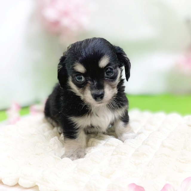 静岡県のチワックス(チワワ×ダックス) (犬の家＆猫の里藤枝店/2026年2月10日生まれ/男の子/ブラックタンホワイト)の子犬の4枚目の画像