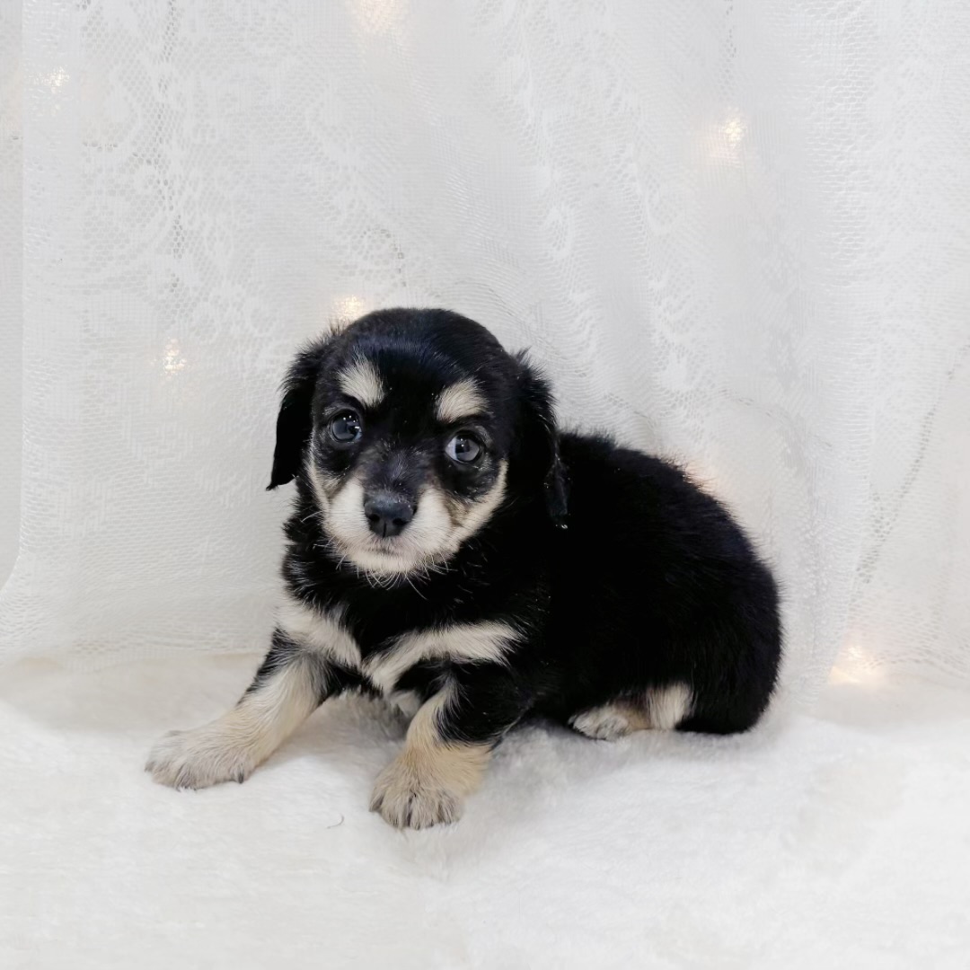 千葉県のチワックス(チワワ×ダックス) (犬の家＆猫の里BIGHOPガーデンモール印西店/2026年2月10日生まれ/女の子/ブラックタンホワイト)の子犬の4枚目の画像
