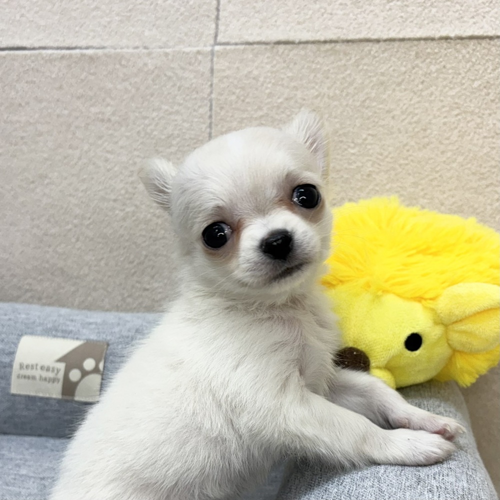 長野県のチワワ(ロング) (犬の家＆猫の里塩尻店/2026年2月9日生まれ/女の子/クリームホワイト)の子犬の4枚目の画像