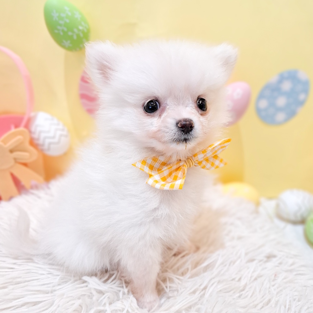 静岡県のポメチワ/チワポメ/ポメチー(ポメラニアン×チワワ) (犬の家＆猫の里富士店/2026年2月6日生まれ/女の子/クリーム)の子犬の4枚目の画像