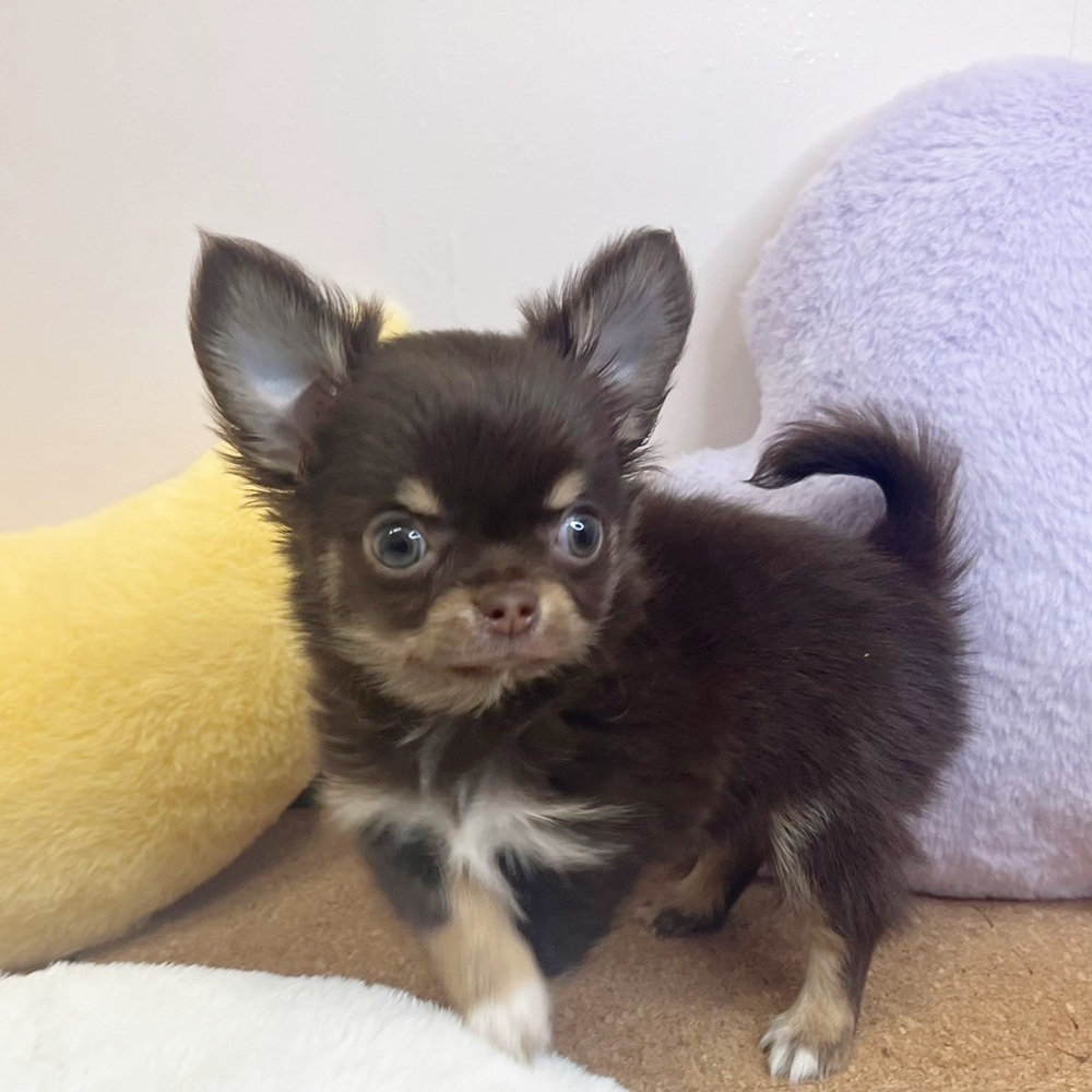 静岡県のチワワ(ロング) (犬の家＆猫の里マークイズ静岡店/2026年2月10日生まれ/男の子/チョコレートタン)の子犬の4枚目の画像