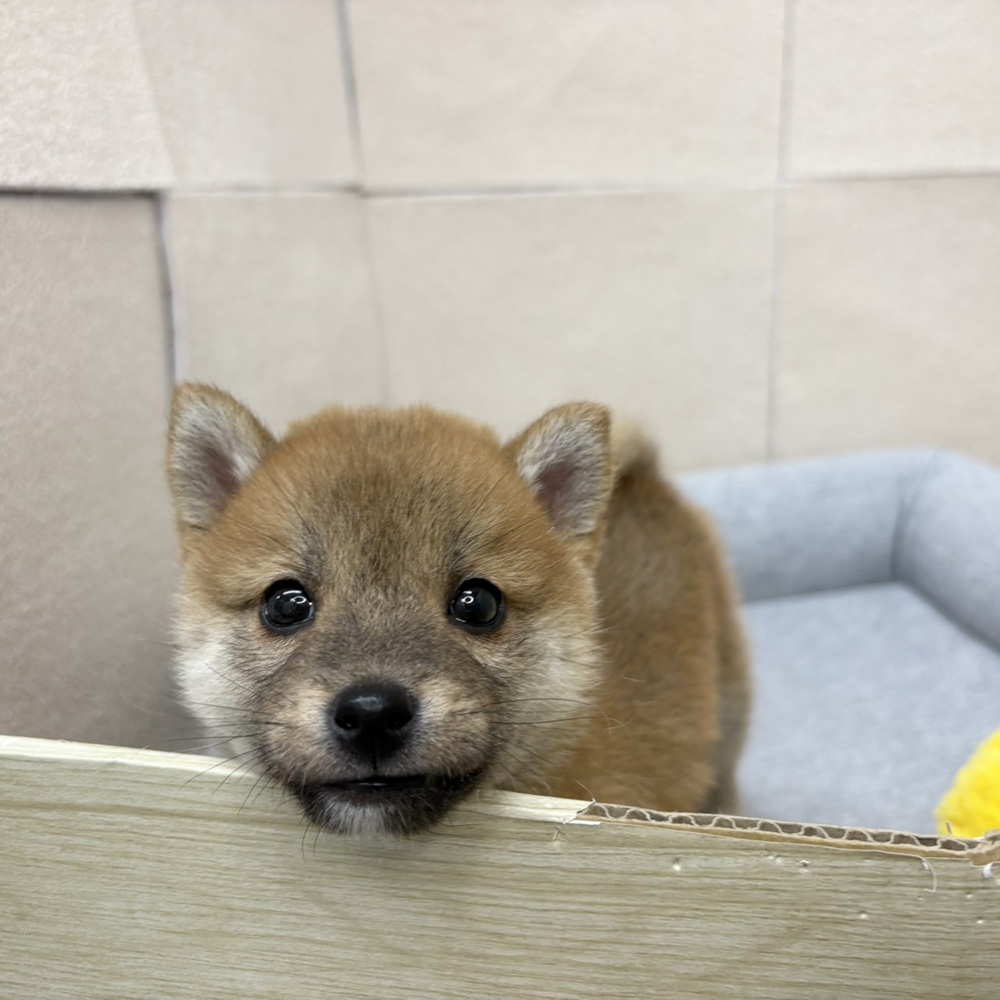 長野県の豆柴 (犬の家＆猫の里塩尻店/2026年2月10日生まれ/男の子/赤)の子犬の4枚目の画像