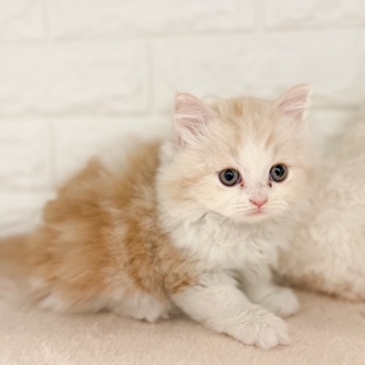 東京都のラガマフィン (犬の家＆猫の里新宿店/2026年2月7日生まれ/男の子/クリームタビーホワイト)の子猫の4枚目の画像