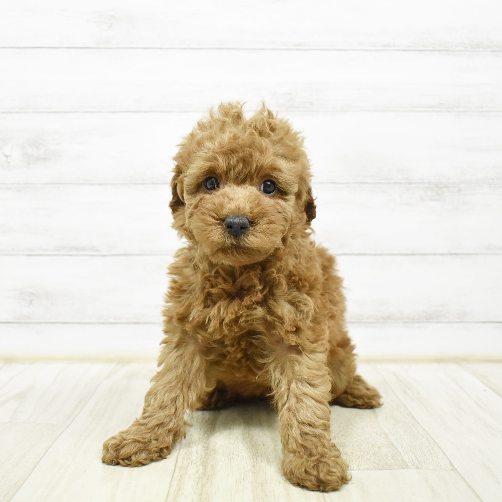 神奈川県のトイプードル(トイ) (犬の家＆猫の里相模原店/2026年2月7日生まれ/女の子/レッド)の子犬の4枚目の画像
