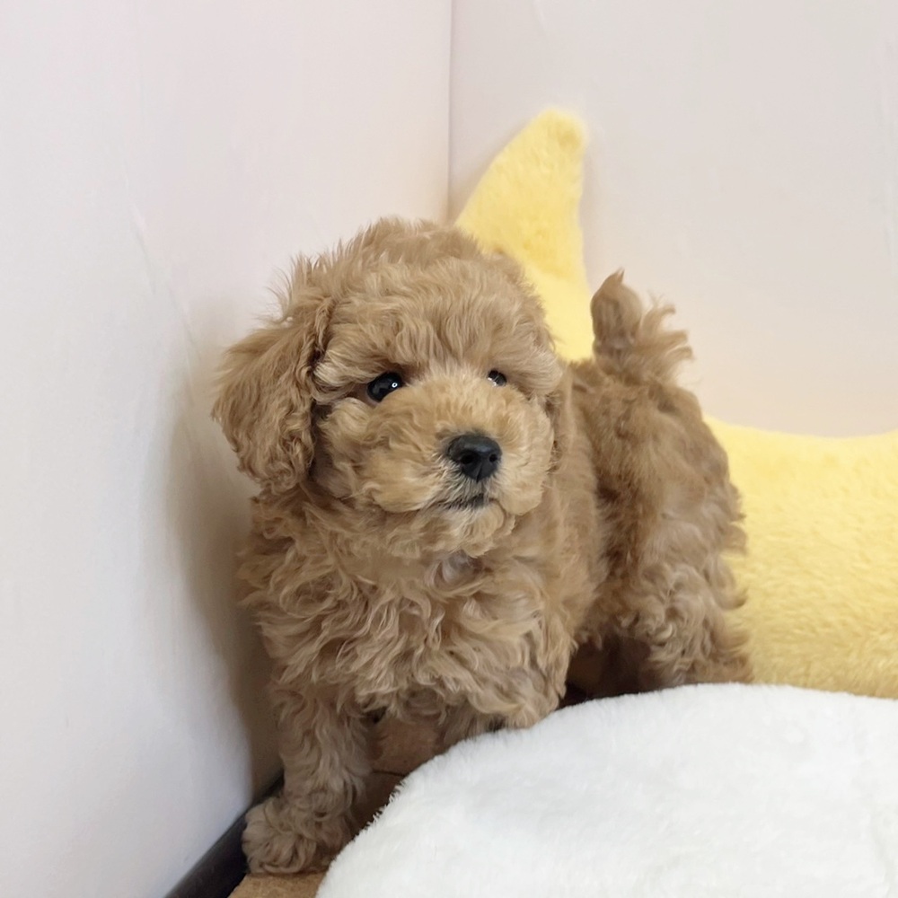 静岡県のトイプードル(トイ) (犬の家＆猫の里マークイズ静岡店/2026年2月8日生まれ/男の子/レッド)の子犬の4枚目の画像