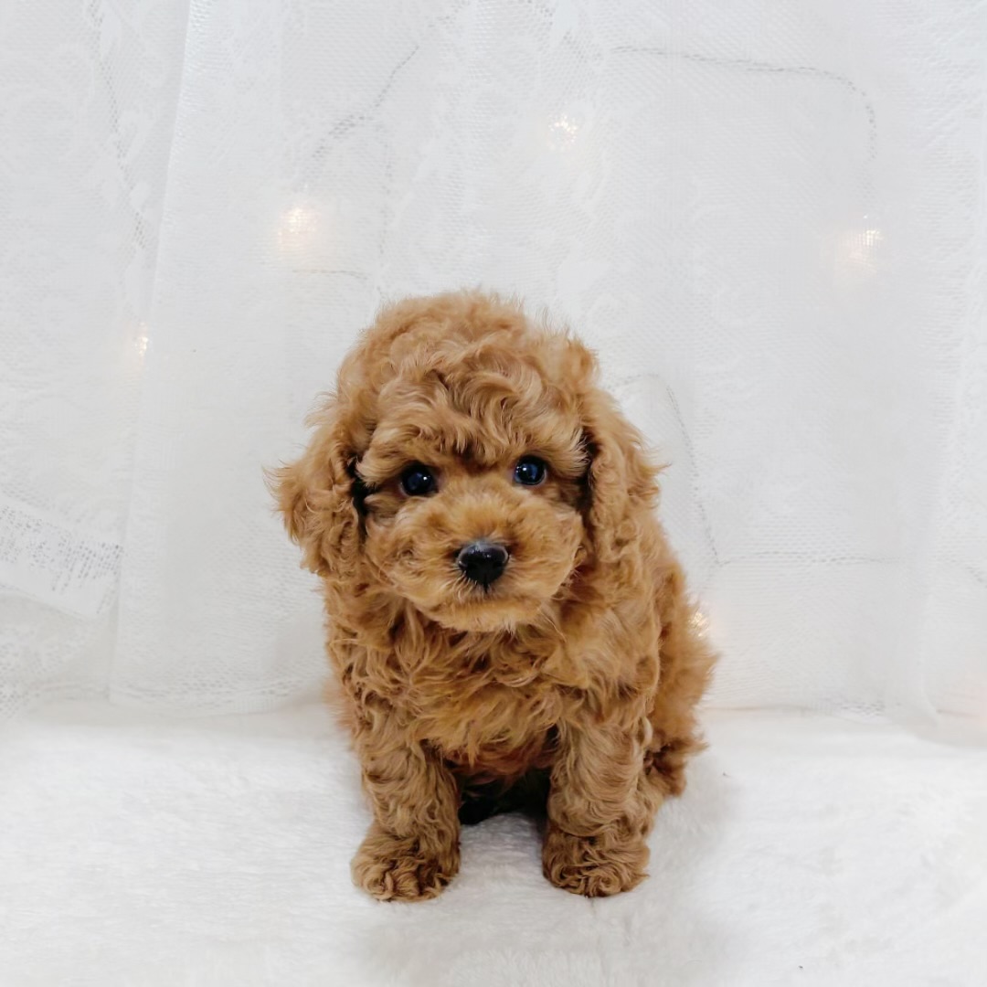 千葉県のトイプードル(トイ) (犬の家＆猫の里BIGHOPガーデンモール印西店/2026年2月8日生まれ/男の子/レッド)の子犬の4枚目の画像