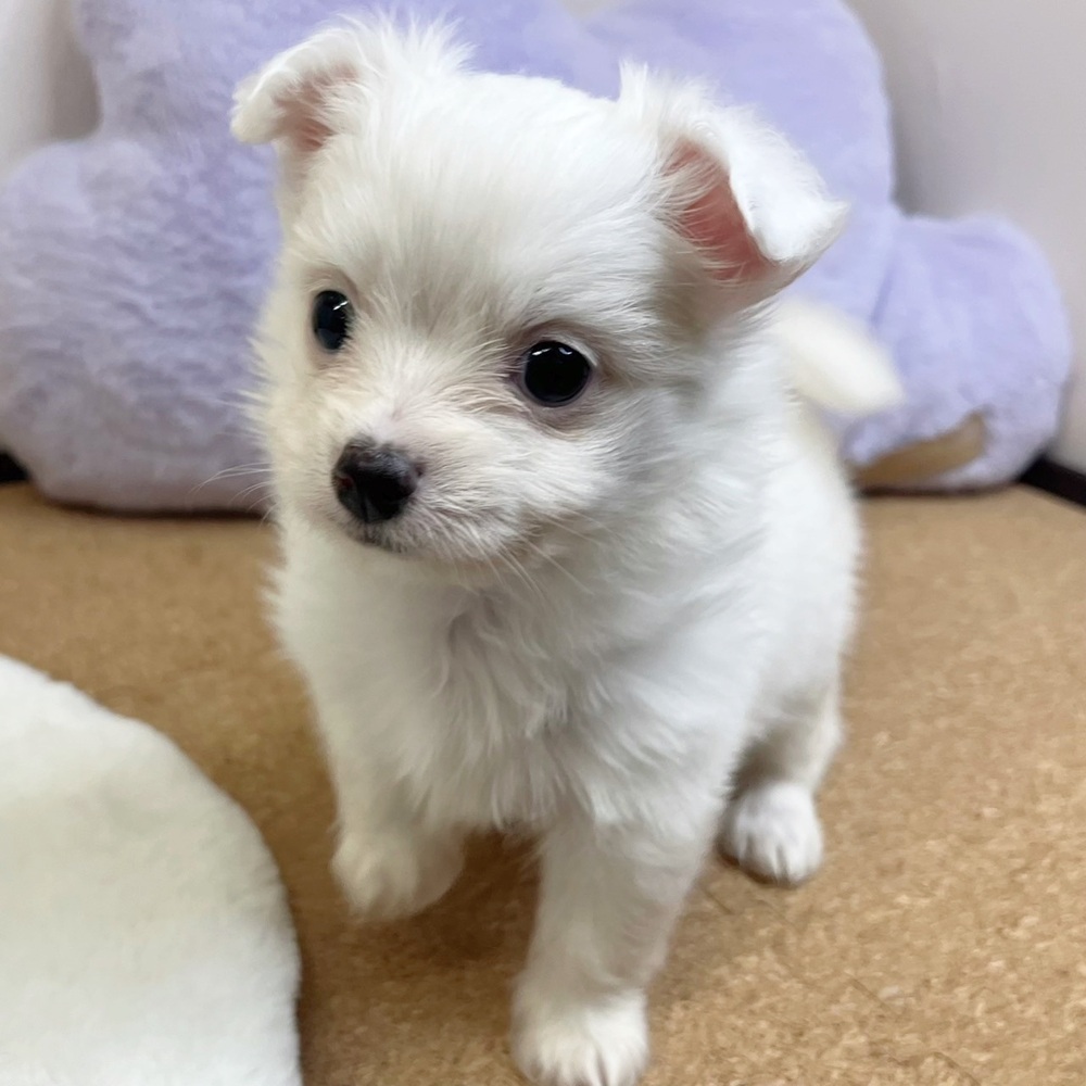 静岡県のチワマル/マルチワ(チワワ×マルチーズ) (犬の家＆猫の里マークイズ静岡店/2026年2月8日生まれ/女の子/ホワイト)の子犬の4枚目の画像