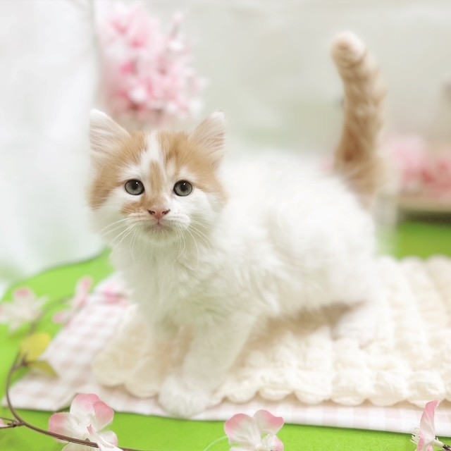 静岡県のマンチカン (犬の家＆猫の里藤枝店/2026年2月9日生まれ/男の子/レッドタビーホワイト)の子猫の4枚目の画像