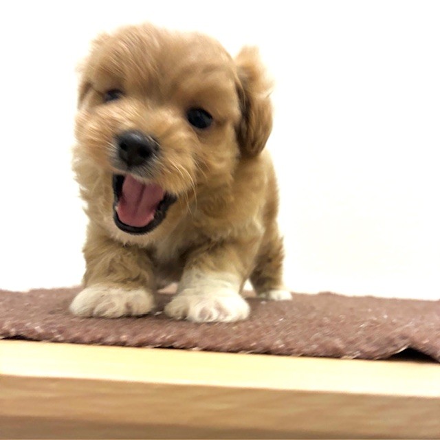 福岡県のポメプー(ポメラニアン×プードル) (犬の家＆猫の里トリアス久山店/2026年2月10日生まれ/男の子/クリーム)の子犬の4枚目の画像