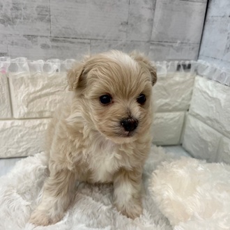 静岡県のポメプー(ポメラニアン×プードル) (犬の家＆猫の里プレ葉ウォーク浜北店/2026年2月10日生まれ/男の子/アプリコット)の子犬の4枚目の画像