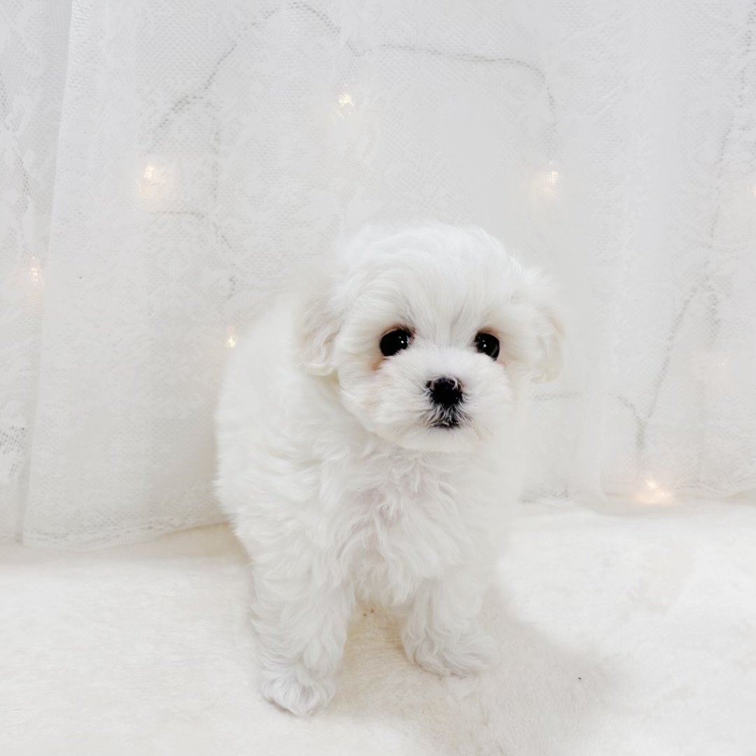 千葉県のハーフ犬・ミックス犬 (犬の家＆猫の里BIGHOPガーデンモール印西店/2026年2月10日生まれ/女の子/クリーム)の子犬の1枚目の画像