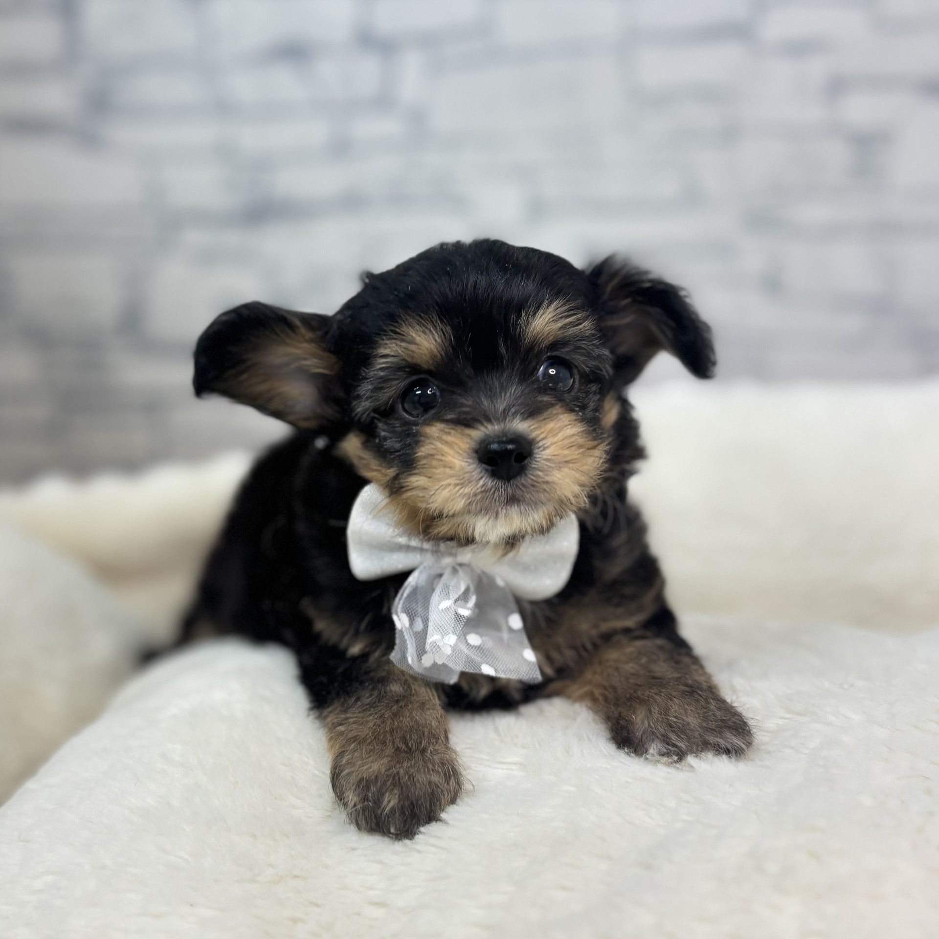 ハーフ犬男の子の写真