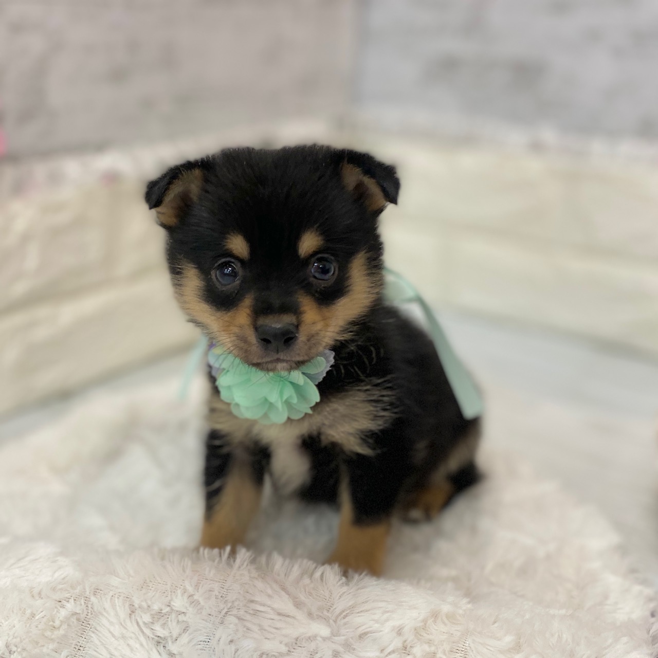 静岡県のチワ柴/柴チワ/チワシバ(チワワ×柴) (犬の家＆猫の里プレ葉ウォーク浜北店/2026年2月8日生まれ/男の子/黒)の子犬の4枚目の画像