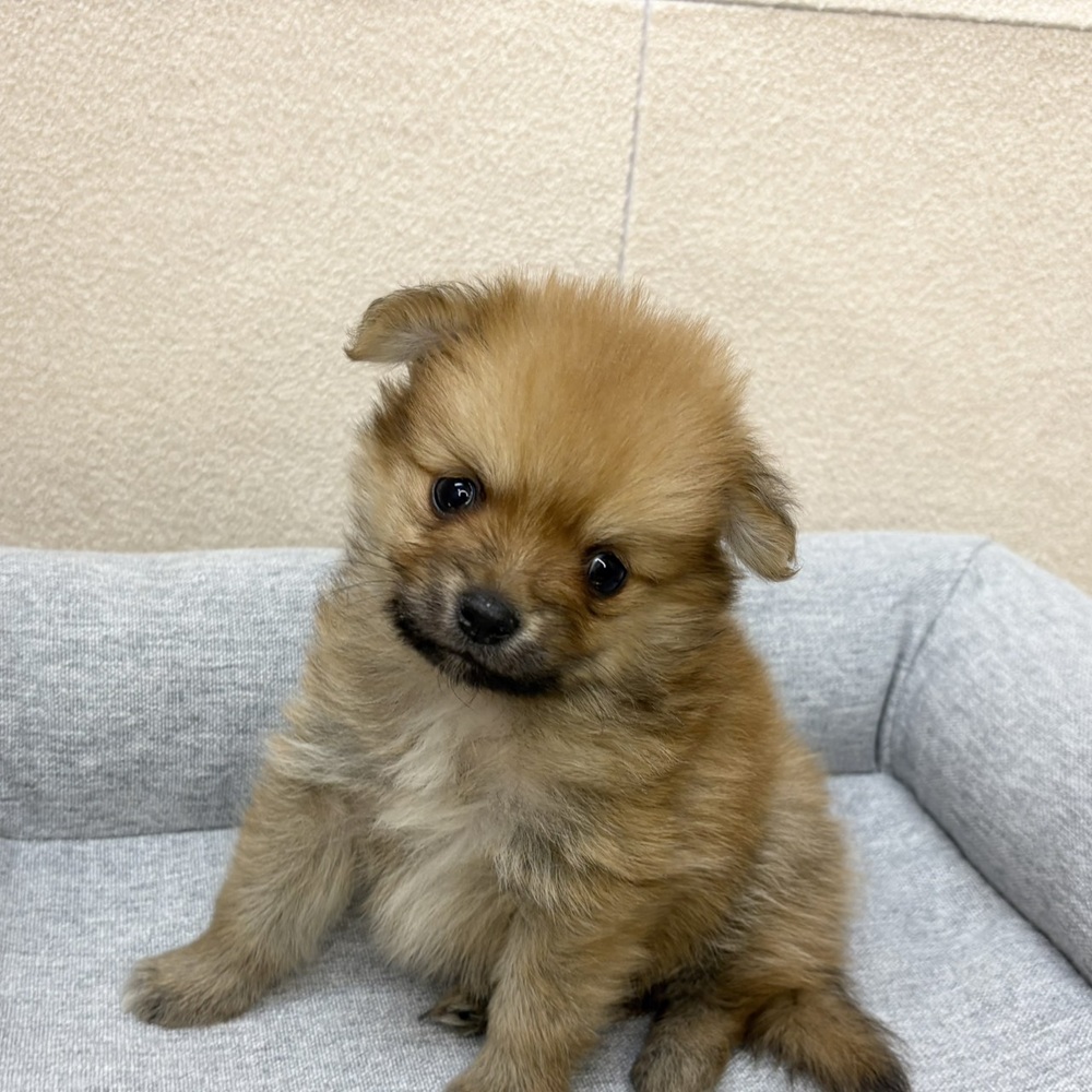 長野県のポメチワ/チワポメ/ポメチー(ポメラニアン×チワワ) (犬の家＆猫の里塩尻店/2026年2月8日生まれ/男の子/ウルフセーブル)の子犬の4枚目の画像