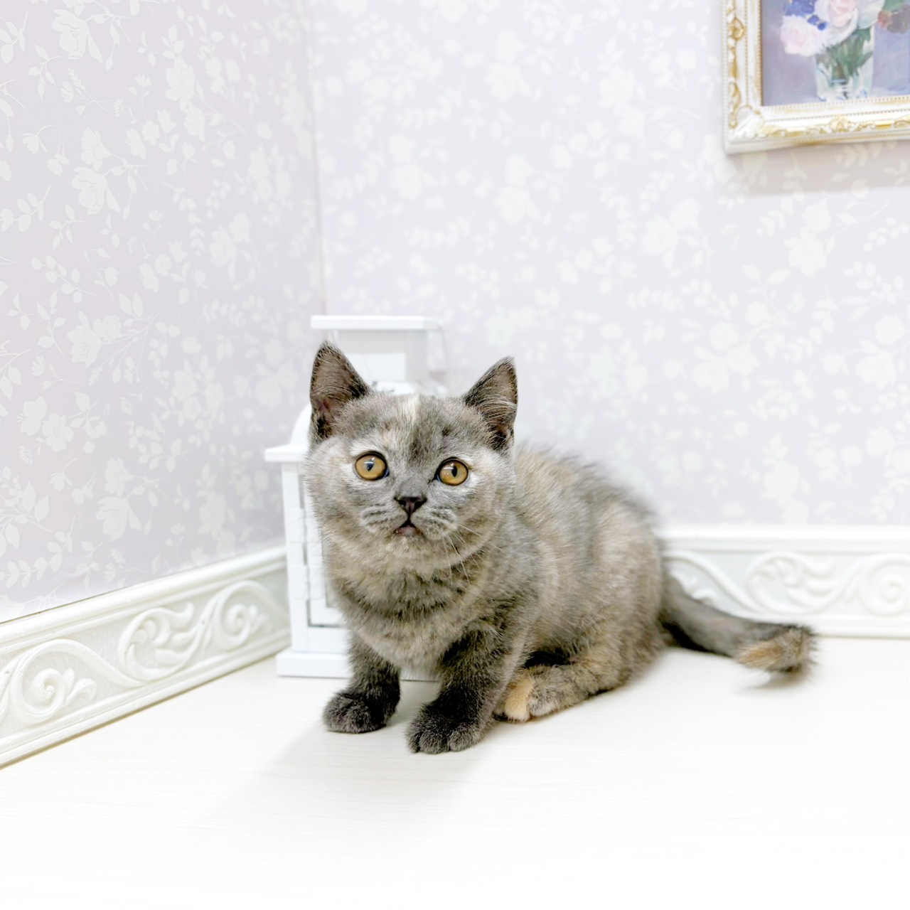 富山県のブリティッシュショートヘアー (犬の家＆猫の里アミーゴ山室店/2026年2月8日生まれ/女の子/ブルークリーム)の子猫の4枚目の画像