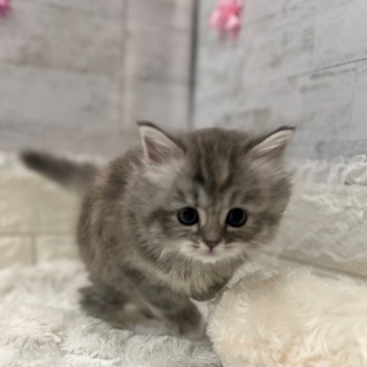 静岡県のマンチカン (犬の家＆猫の里プレ葉ウォーク浜北店/2026年2月10日生まれ/女の子/シルバータビーホワイト)の子猫の4枚目の画像