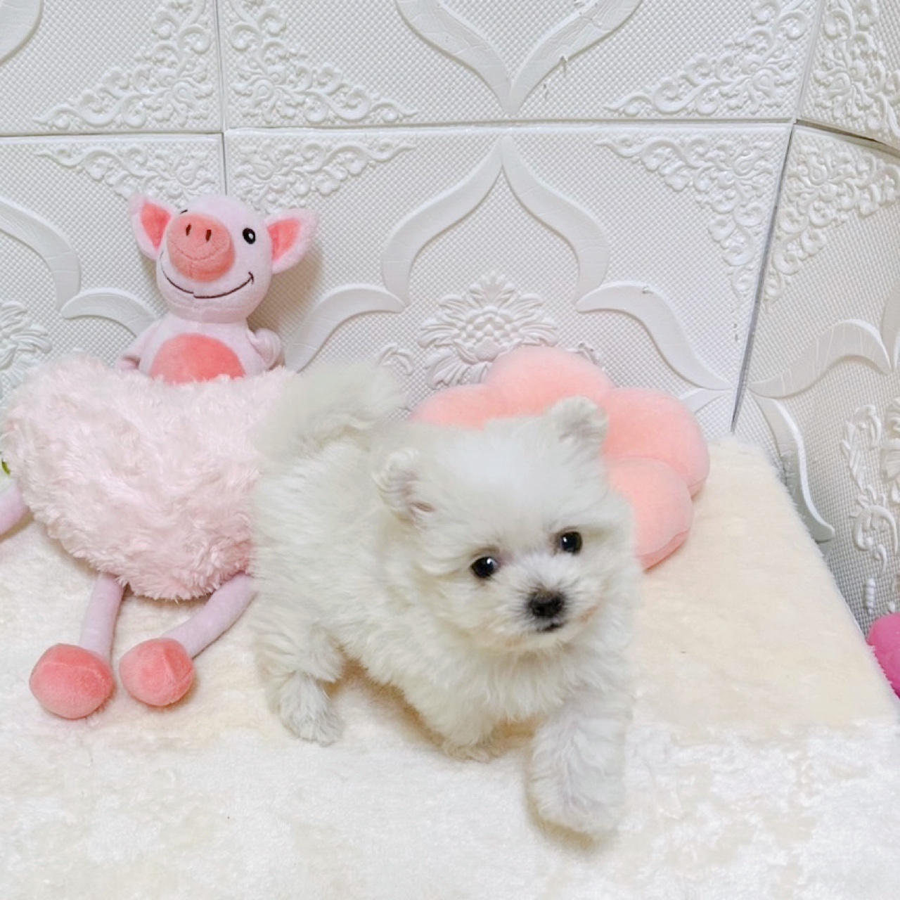 愛知県のポメマル/マルポメ(ポメラニアン×マルチーズ) (犬の家＆猫の里岡崎店/2026年2月10日生まれ/女の子/クリーム)の子犬の4枚目の画像