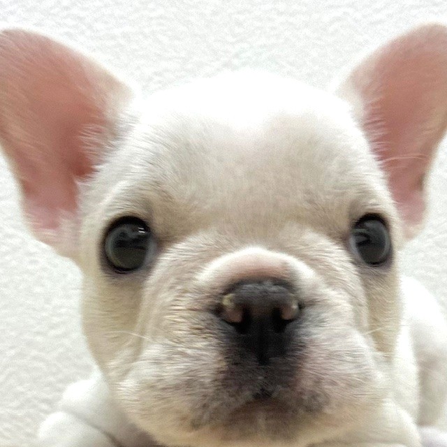 福岡県のフレンチブルドッグ (犬の家＆猫の里トリアス久山店/2026年2月6日生まれ/女の子/クリーム)の子犬の1枚目の画像