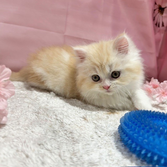 福岡県のマンチカン (犬の家＆猫の里トリアス久山店/2026年2月10日生まれ/男の子/クリームタビーホワイト)の子猫の4枚目の画像