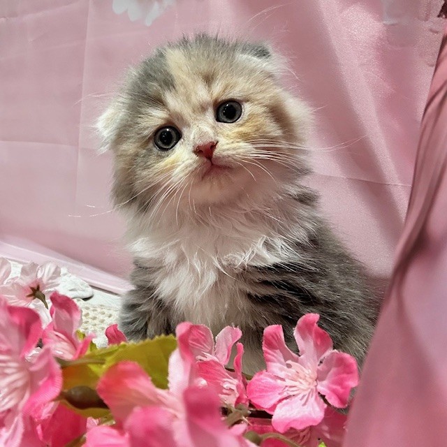 福岡県のスコティッシュフォールド (犬の家＆猫の里トリアス久山店/2026年2月10日生まれ/女の子/ブルーパッチドタビーホワイト)の子猫の4枚目の画像