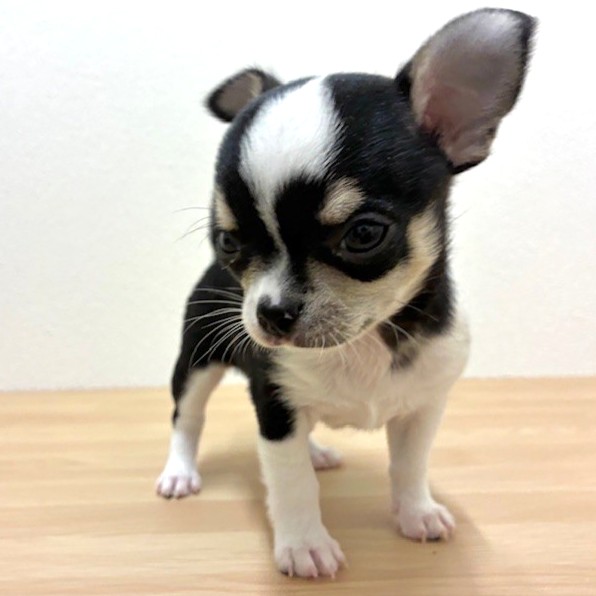 福岡県のチワワ(スムース) (犬の家＆猫の里トリアス久山店/2026年2月8日生まれ/男の子/ブラックタンホワイト)の子犬の4枚目の画像