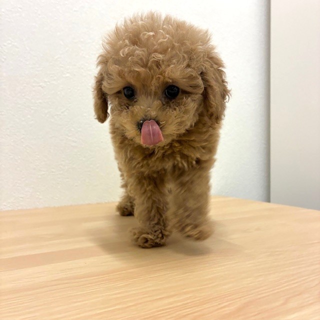 福岡県のトイプードル(トイ) (犬の家＆猫の里トリアス久山店/2026年2月6日生まれ/男の子/レッド)の子犬の4枚目の画像