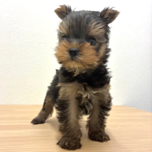 福岡県のヨークシャーテリア (犬の家＆猫の里トリアス久山店/2026年2月8日生まれ/男の子/スチールブルータン)の子犬の4枚目の画像