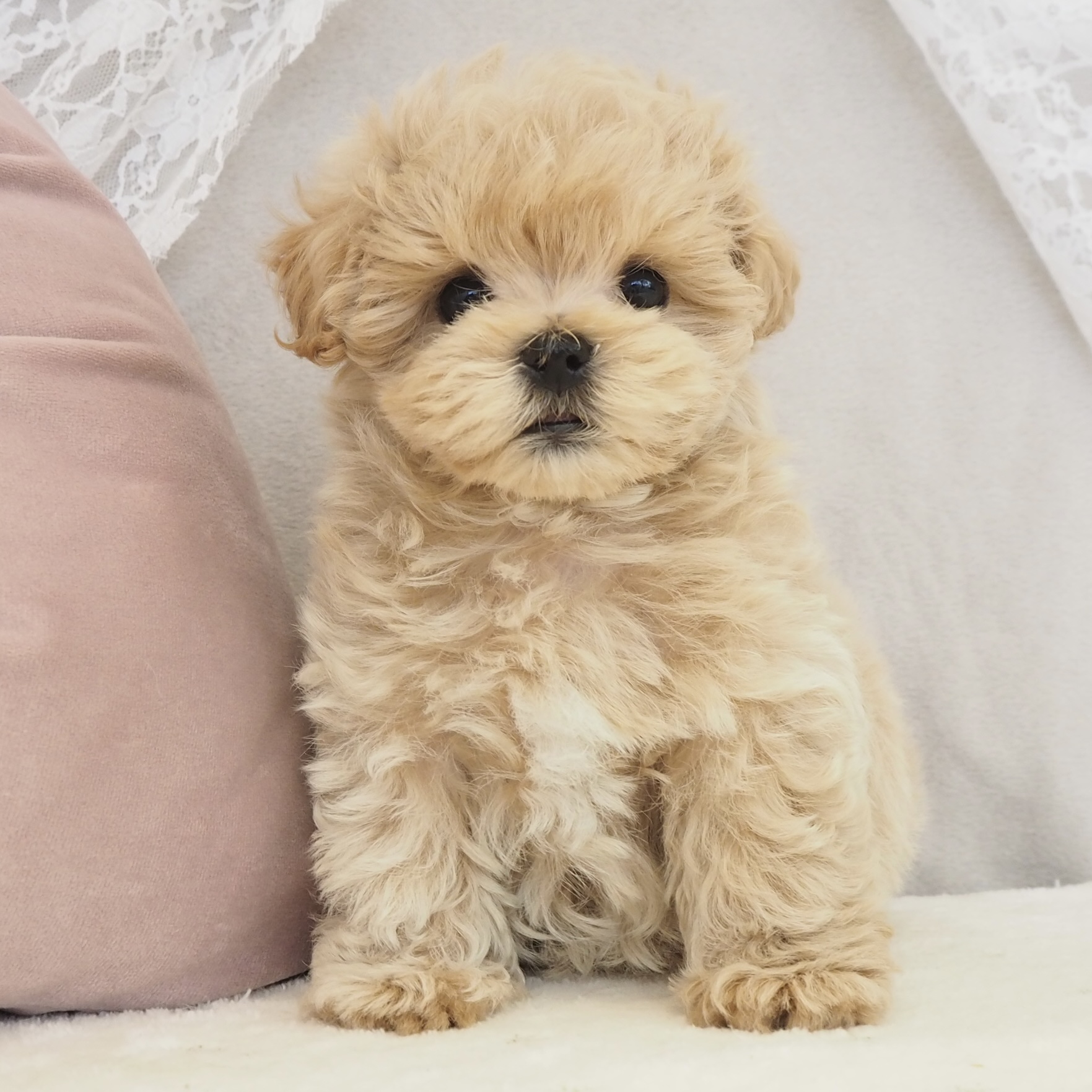 大阪府のマルプー(マルチーズ×プードル) (犬の家＆猫の里もりのみやキューズモールBASE店/2026年2月10日生まれ/男の子/アプリコット)の子犬の4枚目の画像