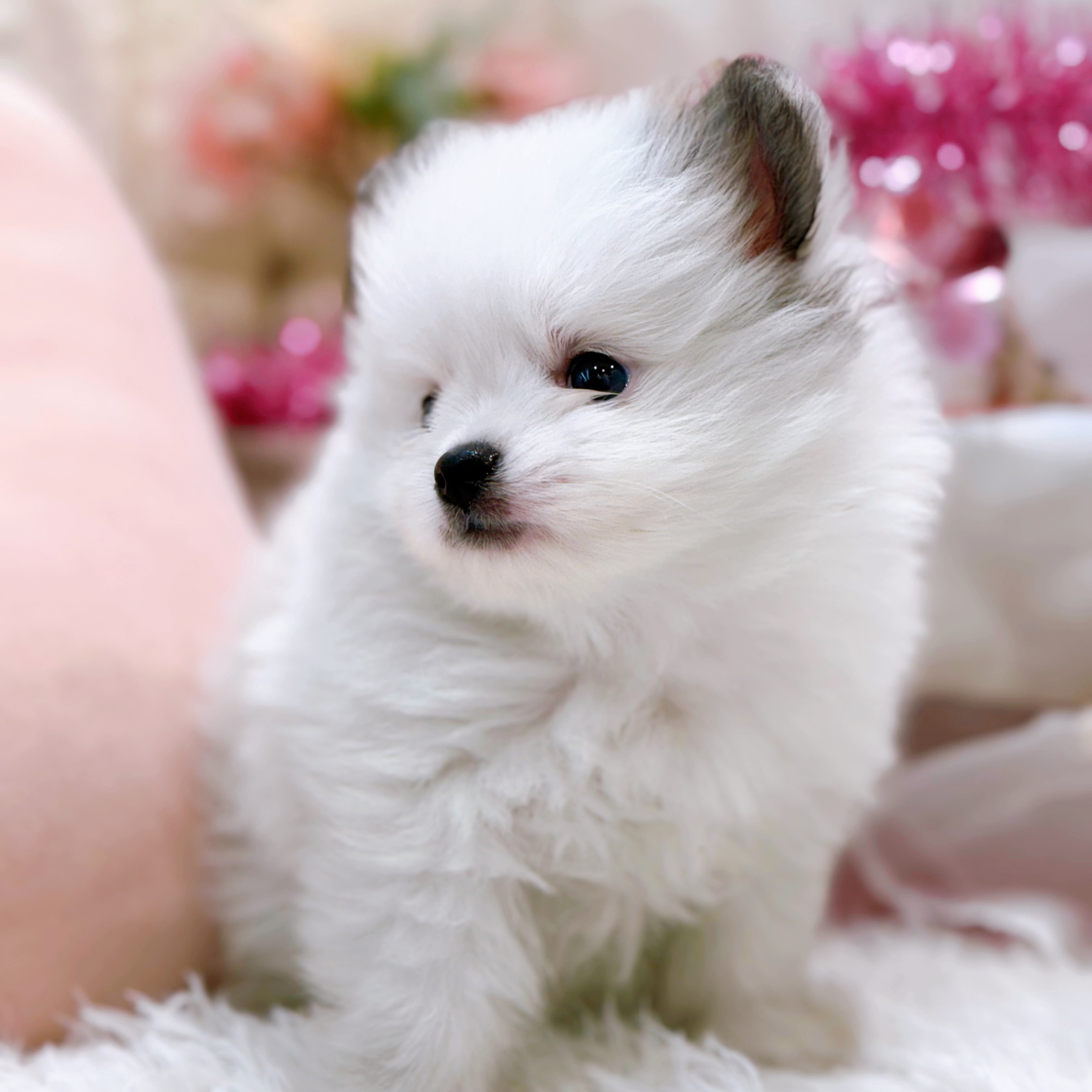 岡山県のポメチワ/チワポメ/ポメチー(ポメラニアン×チワワ) (犬の家＆猫の里倉敷店/2026年2月10日生まれ/男の子/パーティーカラー)の子犬の4枚目の画像