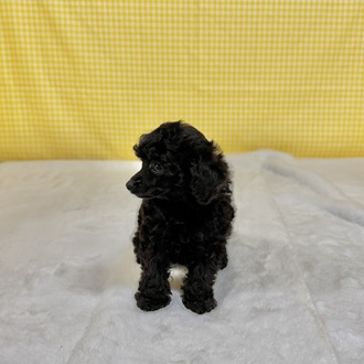 愛知県のトイプードル(トイ) (犬の家＆猫の里一宮店/2026年2月9日生まれ/女の子/ブラック)の子犬の4枚目の画像