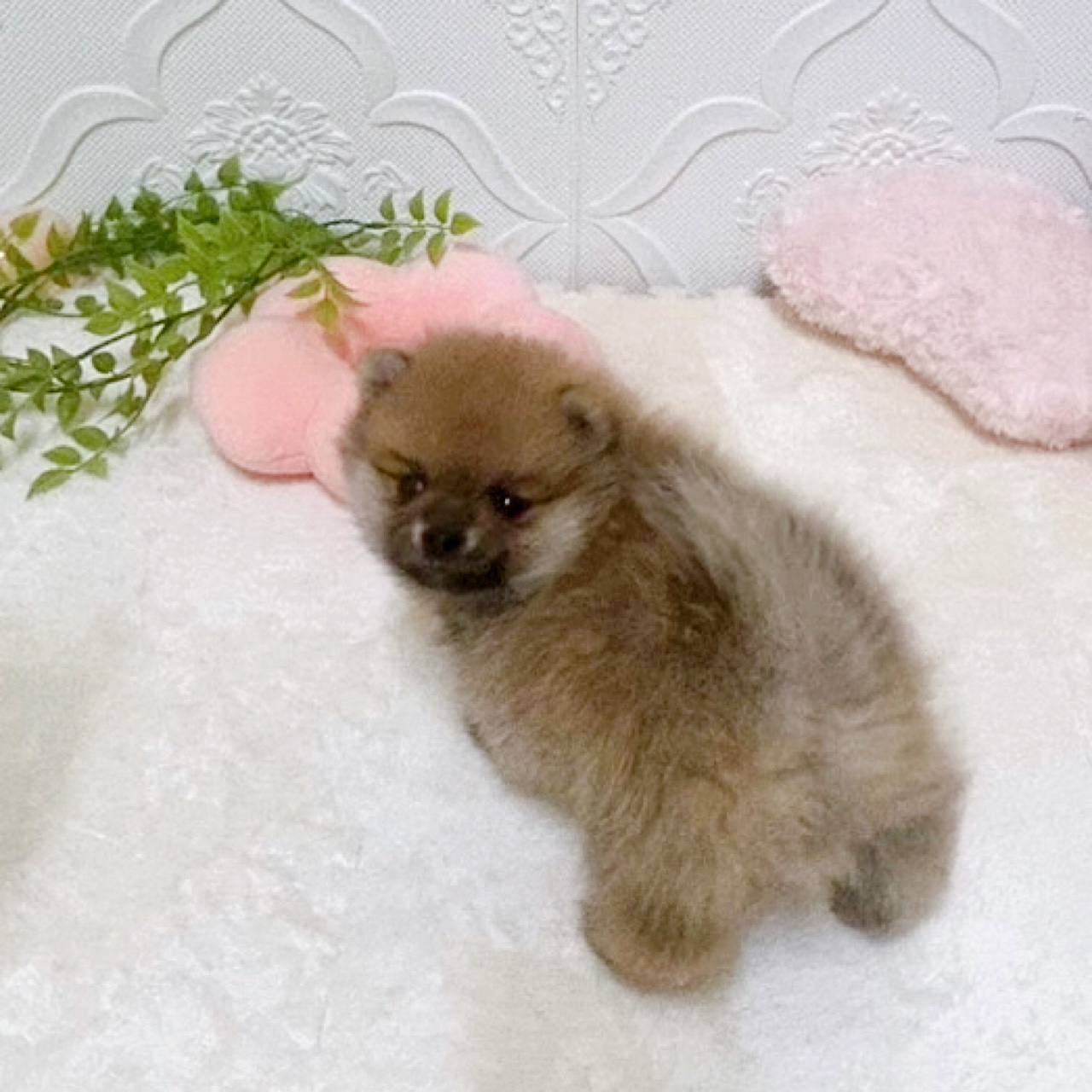 愛知県のポメ柴/豆ポメ/ポメ豆柴(ポメラニアン×柴犬) (犬の家＆猫の里岡崎店/2026年2月4日生まれ/女の子/赤)の子犬の4枚目の画像