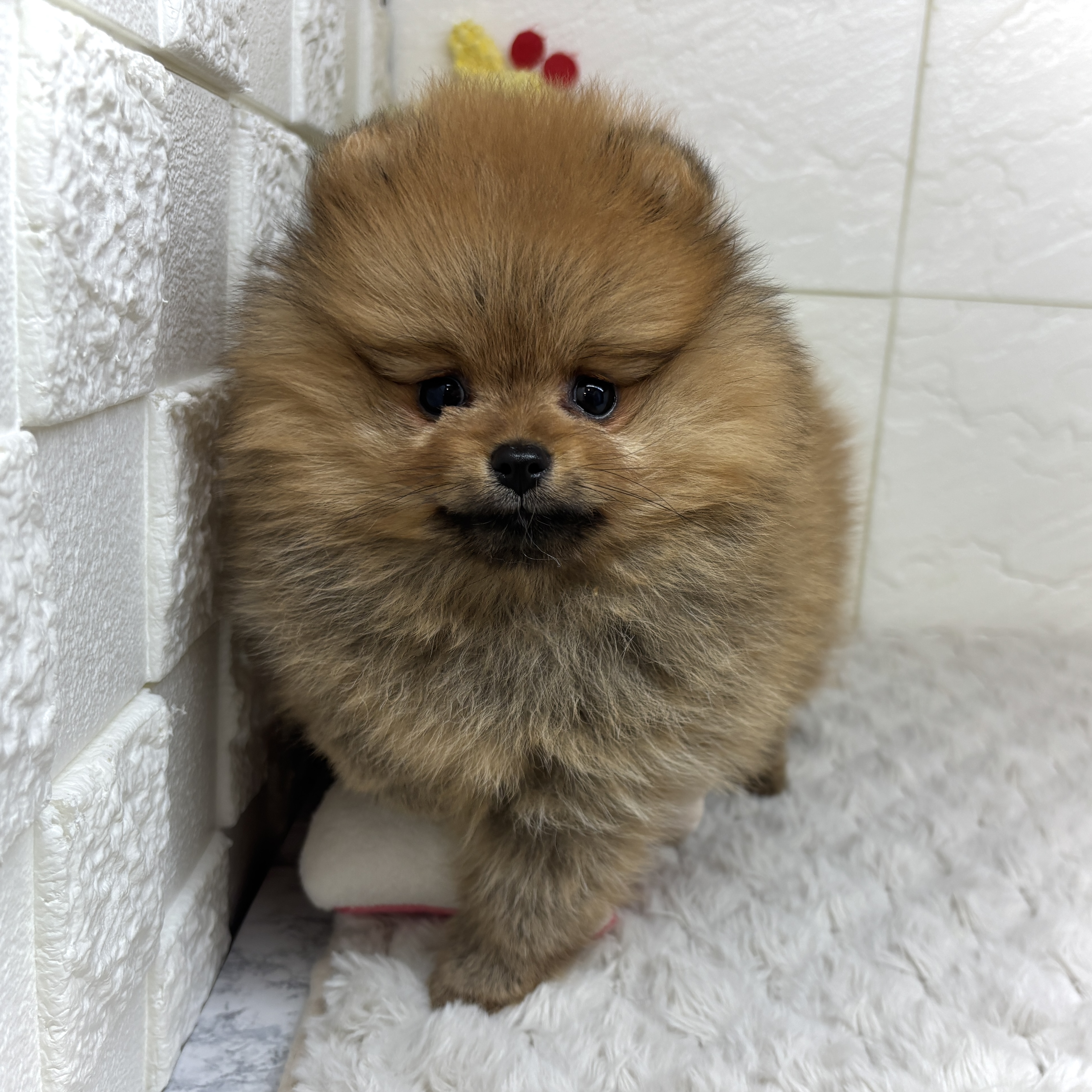 兵庫県のポメラニアン (犬の家＆猫の里ゆめタウン姫路店/2026年2月9日生まれ/女の子/オレンジ)の子犬の4枚目の画像