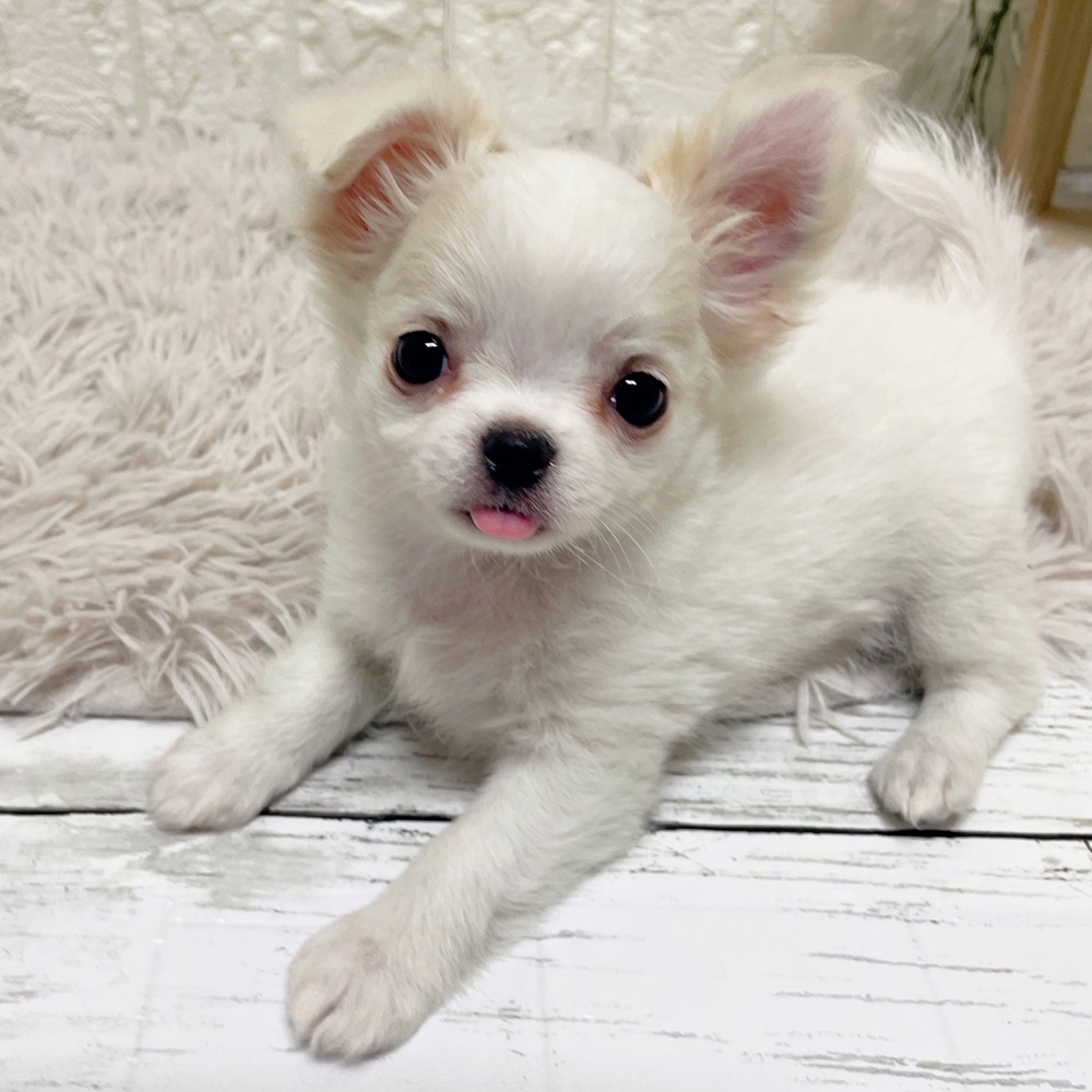 岡山県のチワワ(ロング) (犬の家＆猫の里岡山店/2026年2月11日生まれ/女の子/ホワイトクリーム)の子犬の4枚目の画像