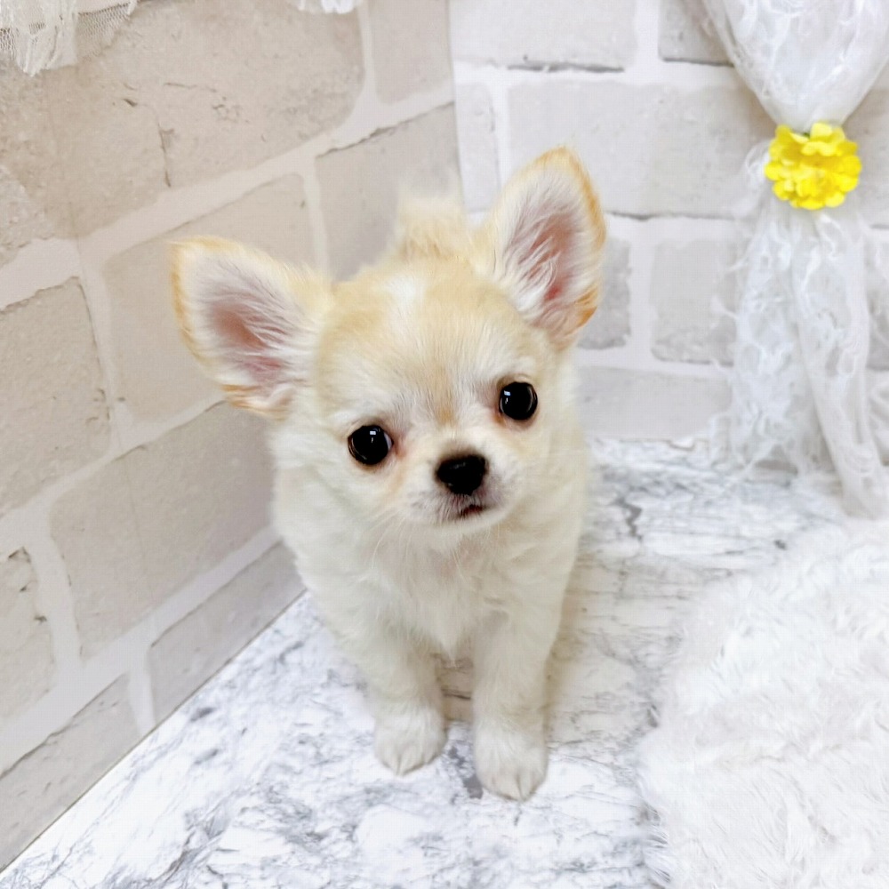 京都府のチワワ(ロング) (犬の家＆猫の里京都精華店/2026年2月11日生まれ/男の子/クリームホワイト)の子犬の4枚目の画像