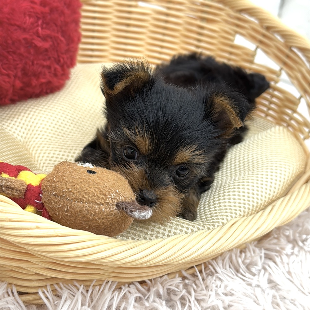 愛知県のヨークシャーテリア (犬の家＆猫の里MEGAドン・キホーテ東海名和店/2026年2月8日生まれ/女の子/スチールブルータン)の子犬の4枚目の画像