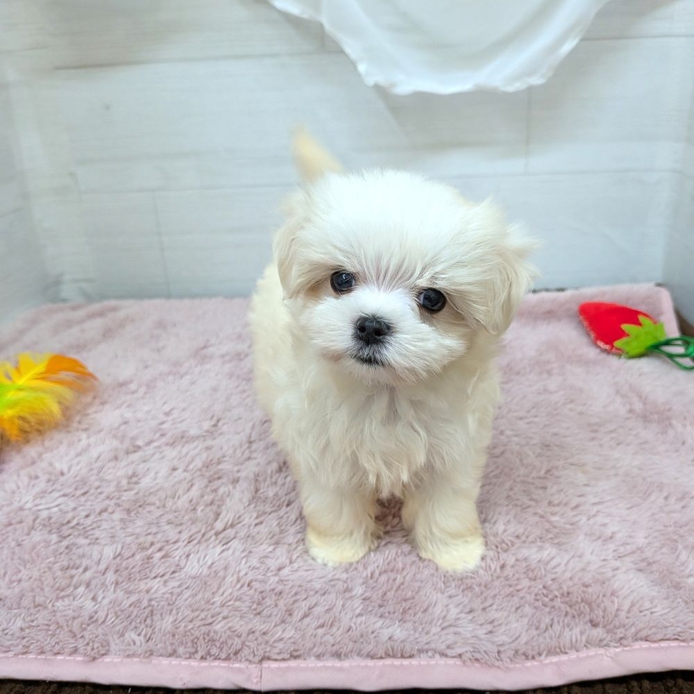 愛知県のマルチーズ (犬の家＆猫の里碧南店/2026年2月8日生まれ/女の子/ホワイト)の子犬の4枚目の画像