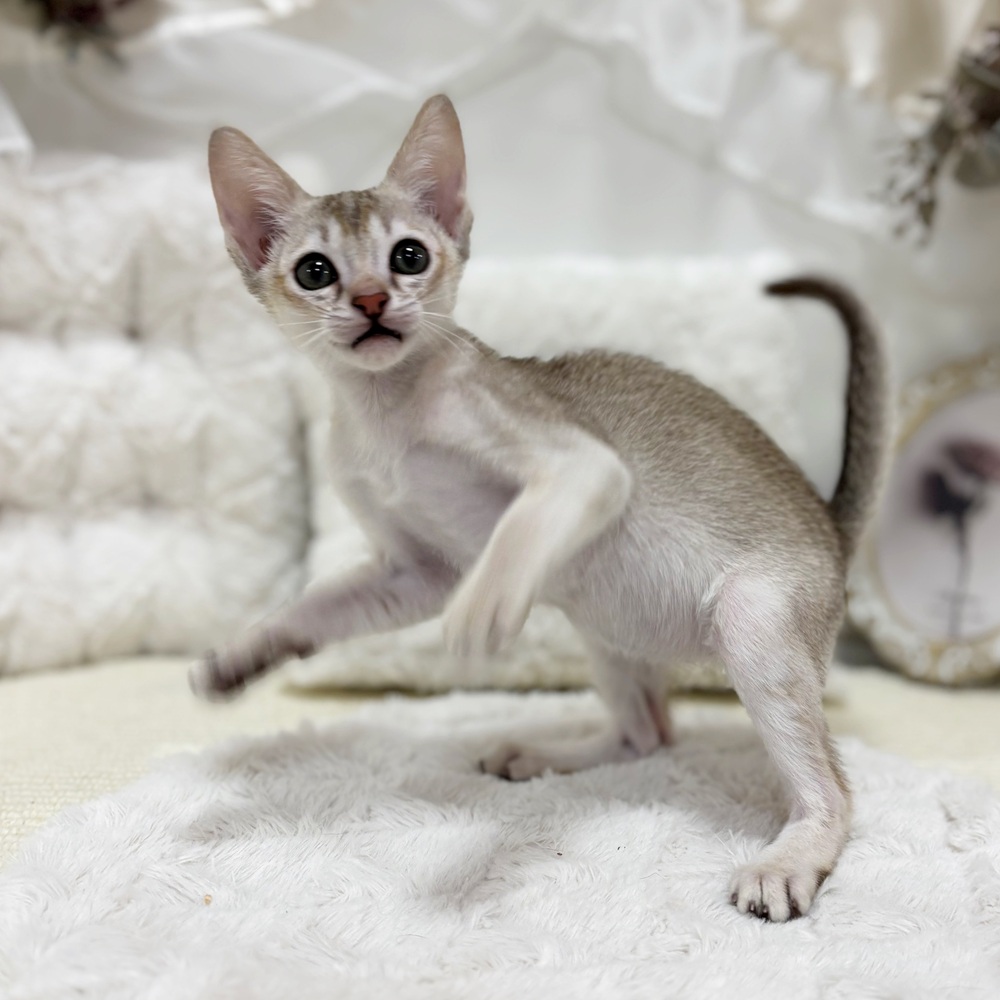 岐阜県のシンガプーラ (犬の家＆猫の里カラフルタウン岐阜店/2026年2月11日生まれ/男の子/セピアアグーティ)の子猫の4枚目の画像