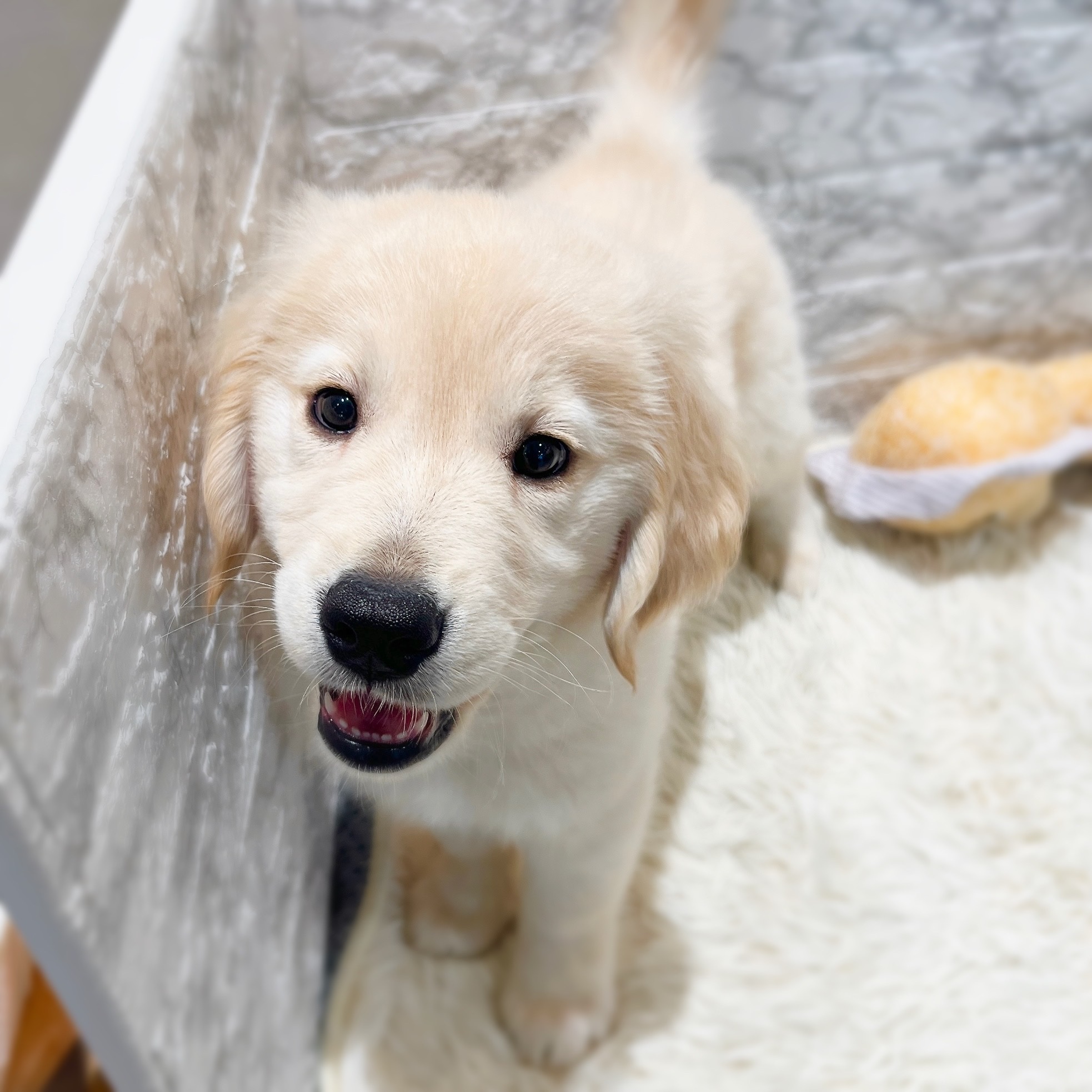 愛知県のゴールデンレトリバー (犬の家＆猫の里MiO香久山店/2026年2月11日生まれ/女の子/クリーム)の子犬の4枚目の画像