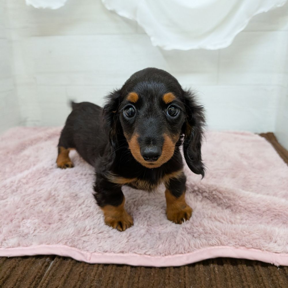 愛知県のミニチュアダックスフンド(ロング) (犬の家＆猫の里碧南店/2026年2月10日生まれ/女の子/ブラックタン)の子犬の4枚目の画像