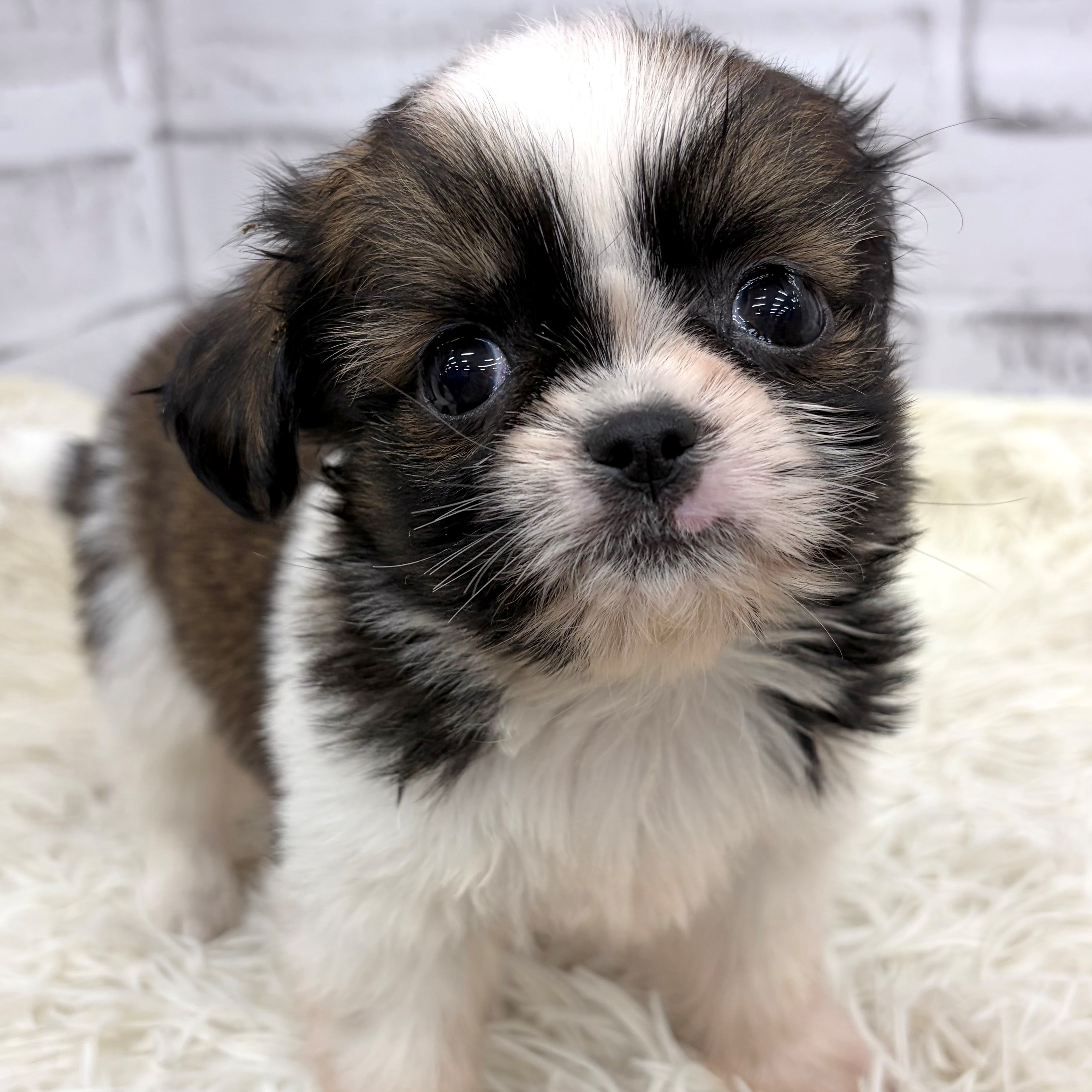 愛知県のチワズー/チワシーズ(チワワ×シーズー) (犬の家＆猫の里MEGAドン・キホーテ東海名和店/2026年2月11日生まれ/女の子/ブラウンホワイト)の子犬の4枚目の画像