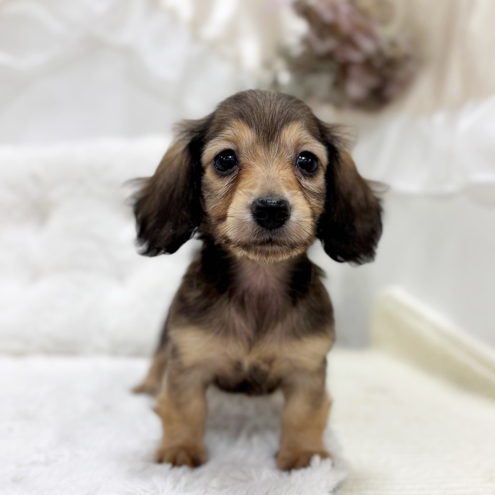 岐阜県のミニチュアダックスフンド(ロング) (犬の家＆猫の里カラフルタウン岐阜店/2026年2月11日生まれ/女の子/シェーデットイエロー)の子犬の4枚目の画像