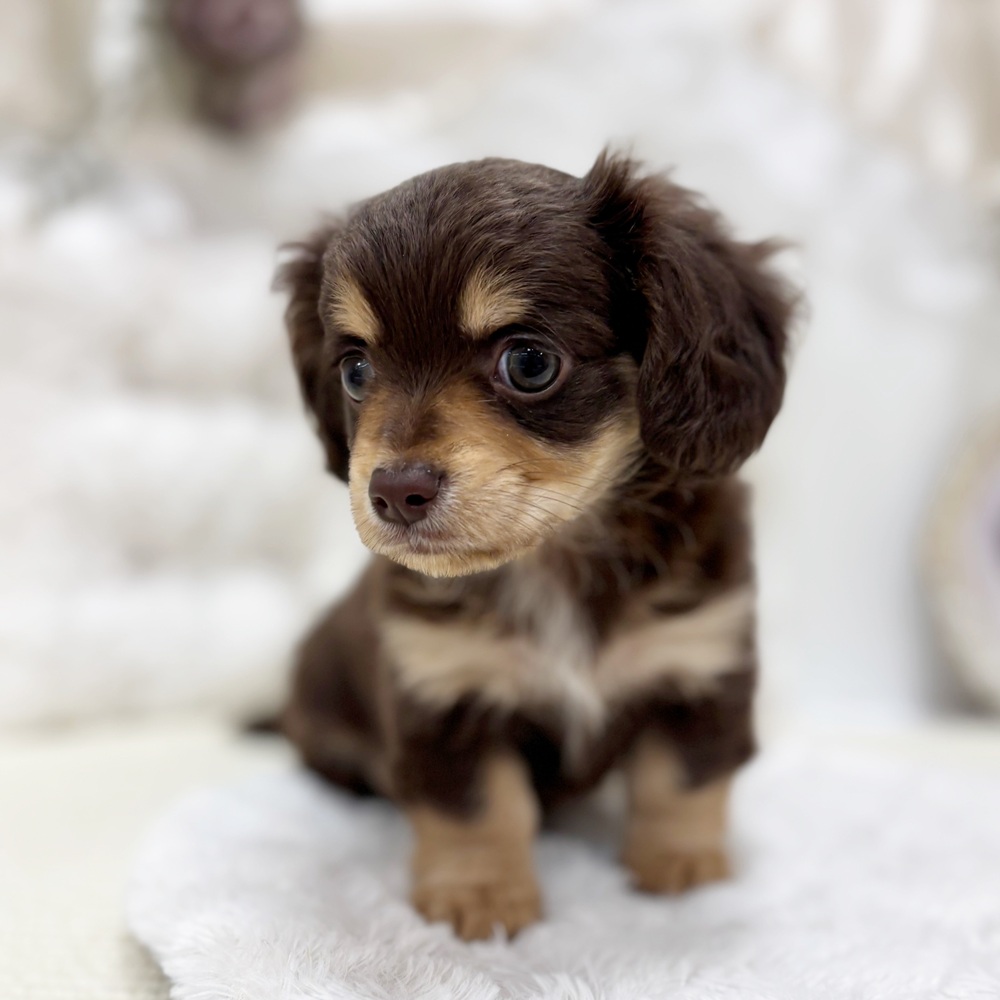 岐阜県のチワックス(チワワ×ダックス) (犬の家＆猫の里カラフルタウン岐阜店/2026年2月11日生まれ/女の子/チョコレートタン)の子犬の4枚目の画像