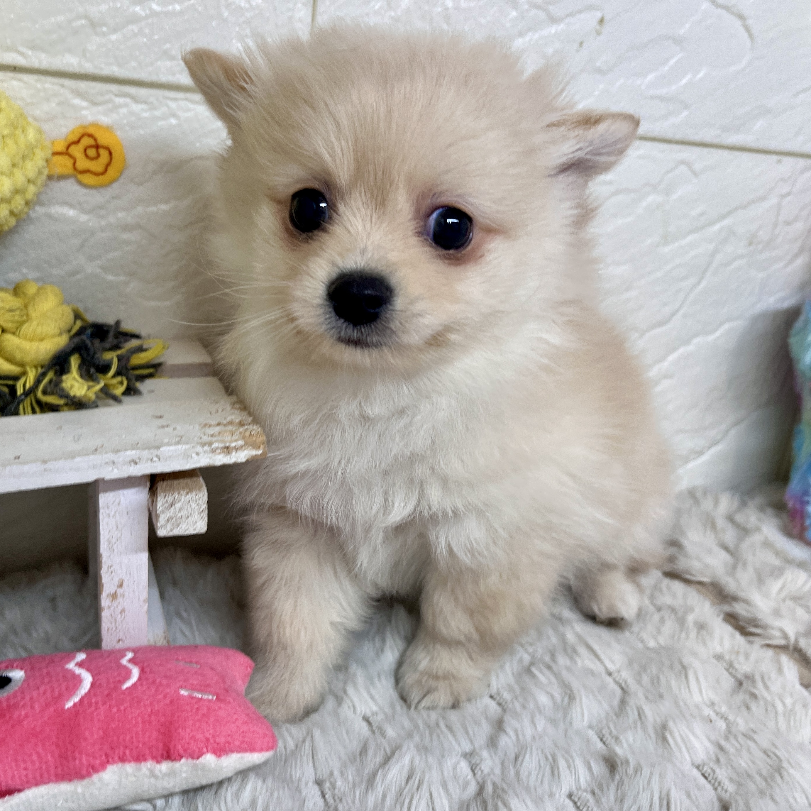 兵庫県のポメチワ/チワポメ/ポメチー(ポメラニアン×チワワ) (犬の家＆猫の里ゆめタウン姫路店/2026年2月10日生まれ/男の子/クリーム)の子犬の4枚目の画像