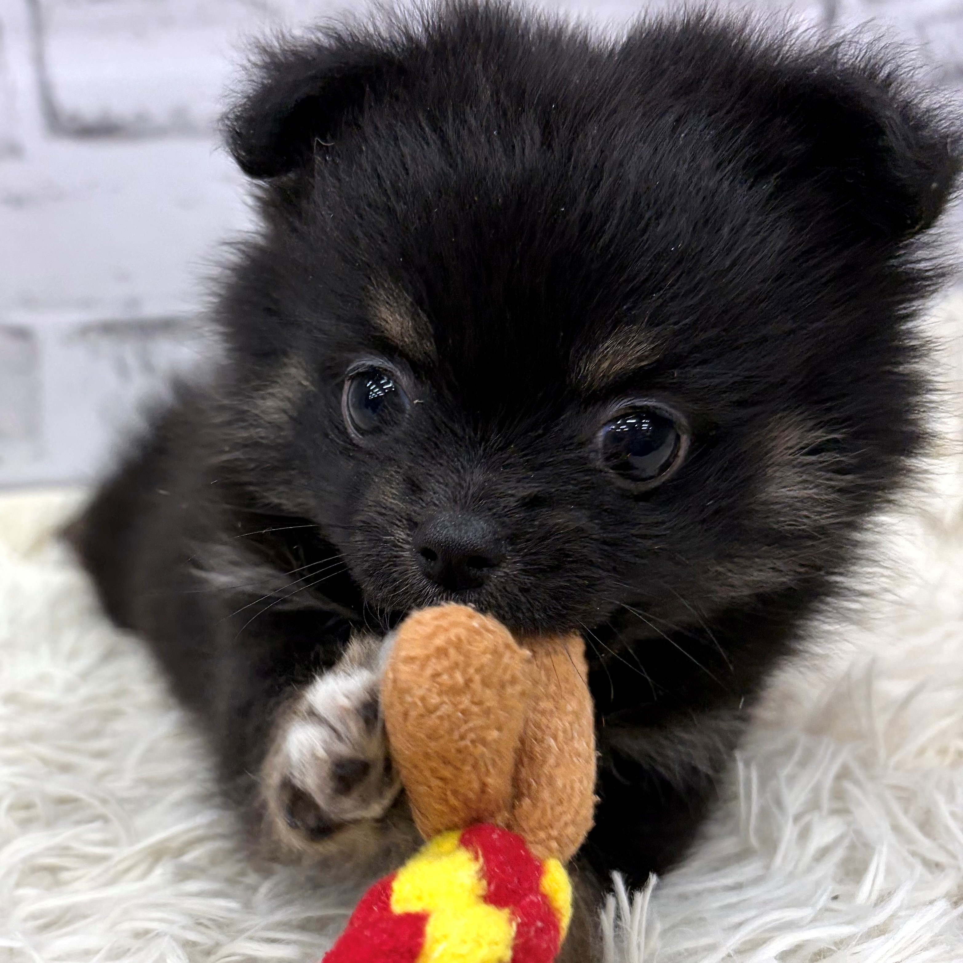 愛知県のポメチワ/チワポメ/ポメチー(ポメラニアン×チワワ) (犬の家＆猫の里MEGAドン・キホーテ東海名和店/2026年2月10日生まれ/女の子/ブラックタン)の子犬の4枚目の画像