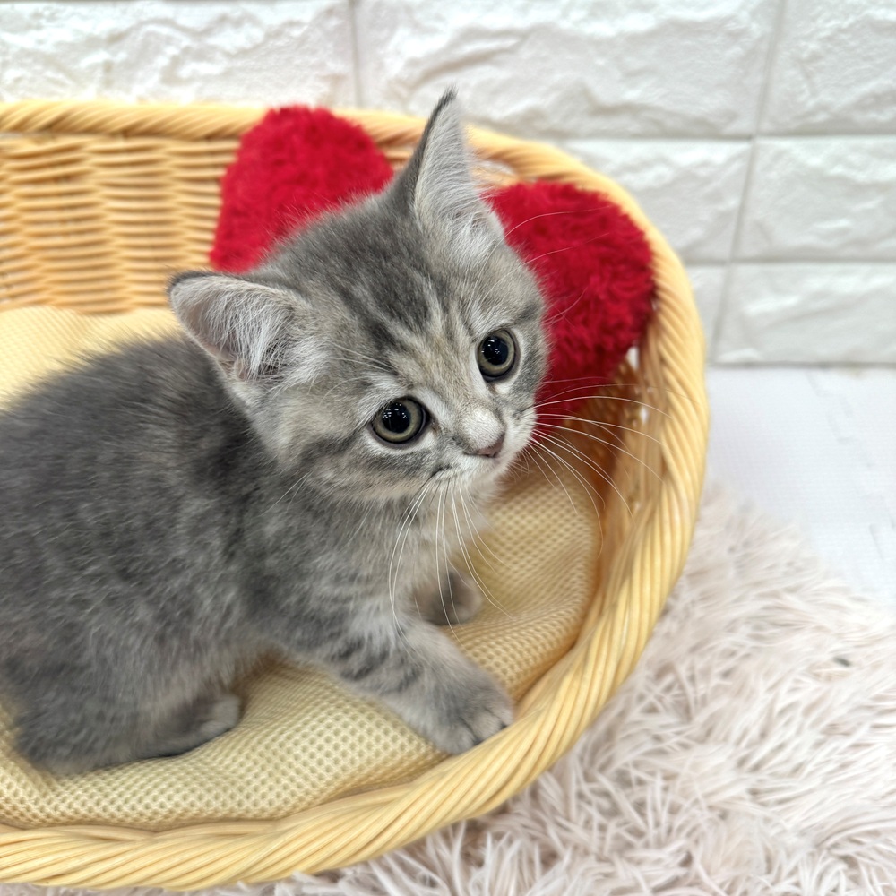 愛知県のスコティッシュフォールド (犬の家＆猫の里MEGAドン・キホーテ東海名和店/2026年2月9日生まれ/女の子/ブルーパッチドタビー)の子猫の4枚目の画像