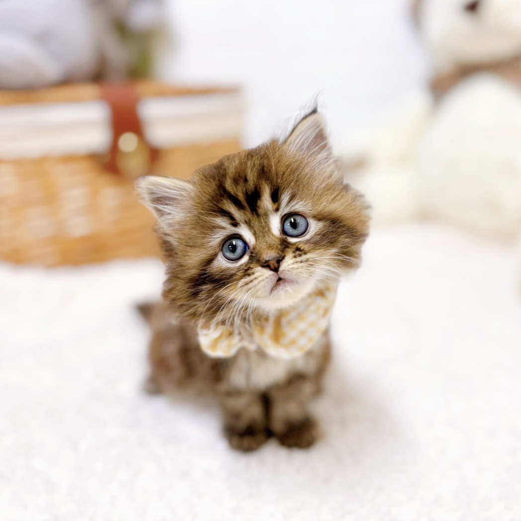 滋賀県のサイベリアン (犬の家＆猫の里近江八幡店/2026年2月10日生まれ/女の子/ブラウンタビー)の子猫の4枚目の画像