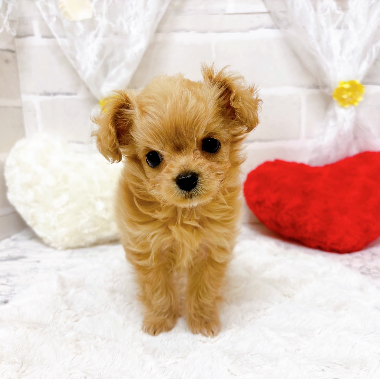 京都府のチワプー/プーチー(チワワ×プードル) (犬の家＆猫の里京都精華店/2026年2月10日生まれ/女の子/クリーム)の子犬の4枚目の画像