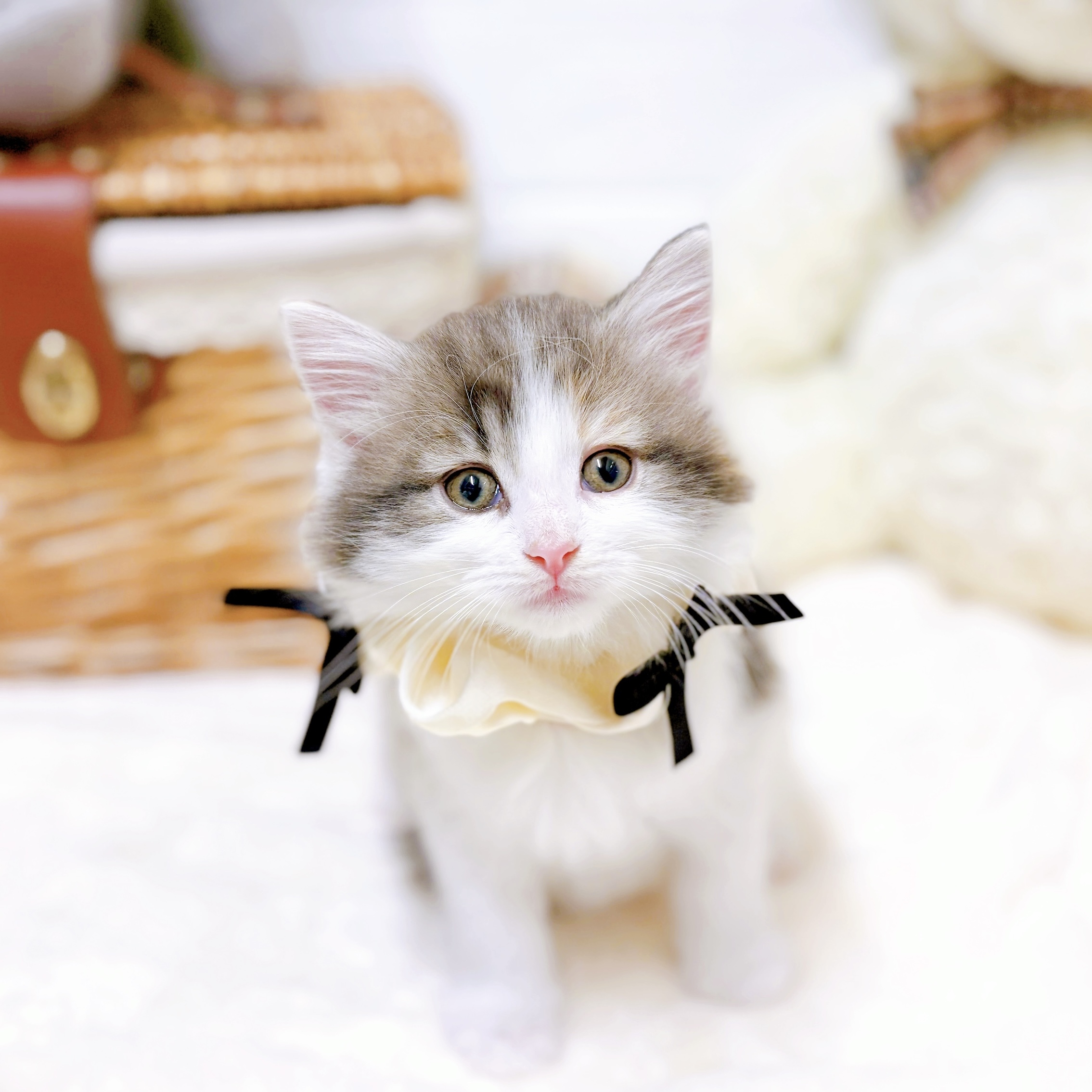 滋賀県のノルウェージャンフォレストキャット (犬の家＆猫の里近江八幡店/2026年2月11日生まれ/女の子/ブルーパッチドタビーホワイト)の子猫の4枚目の画像