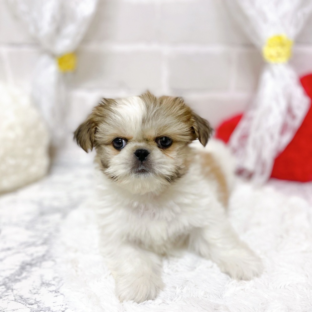 京都府のペキシーズー/ペキズー(ペキニーズ×シーズー) (犬の家＆猫の里京都精華店/2026年2月12日生まれ/男の子/ホワイトゴールド)の子犬の4枚目の画像